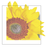 Photoshop Elementsで、プエルを○○○する