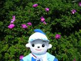 ハマナスがいっぱい