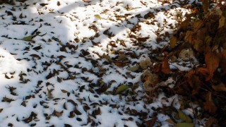 落ち葉には雪が…