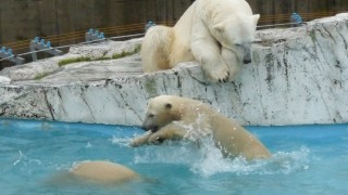 水中レスリング 水中レスリング
