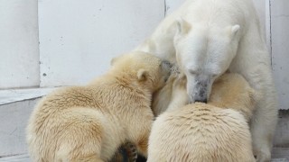 お母さんのおっぱい お母さんのおっぱい