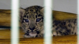 ユキヒョウの赤ちゃん ユキヒョウの赤ちゃん