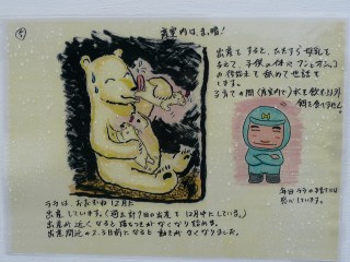 白くまツインズの誕生その5