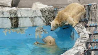 骨の取り合い