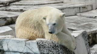 お母さんのララ