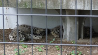 ユキヒョウの双子
