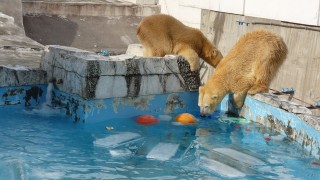 プールの底に宝物があるんだけどな