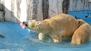 息子たちにエサを運ぶララ