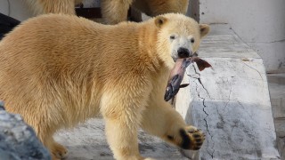 遠くに行っても元気でね