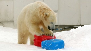 オモチャを独り占めする、えーとどっちだ。キロル？