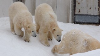 双子に幸多かれ