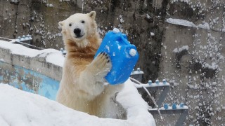 おっかさん、がんばってね